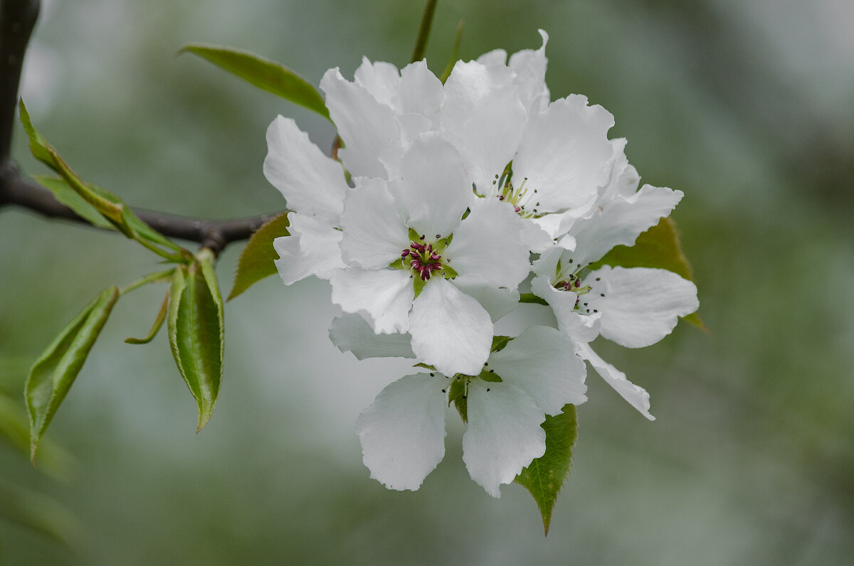 *** - Виктор Иванович Чернюк *** - Виктор Иванович Чернюк