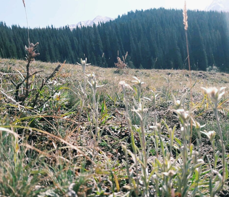 Эдельвейсы - Георгиевич 