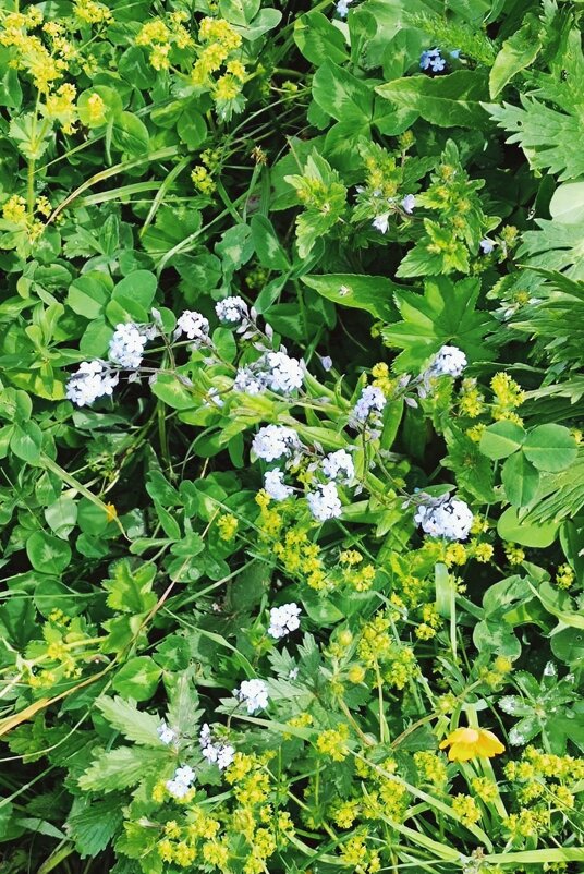 Горные цветы мая - Георгиевич Горные цветы мая - Георгиевич