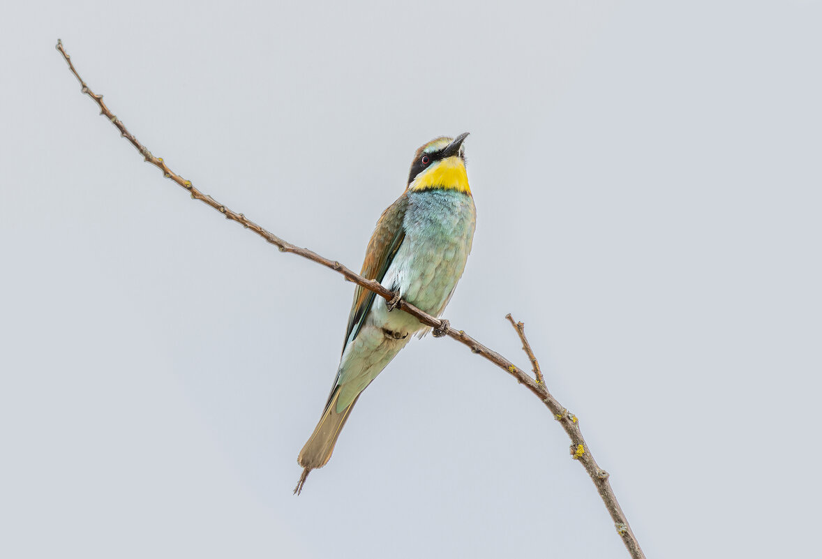 золотистые щурки - юрий макаров