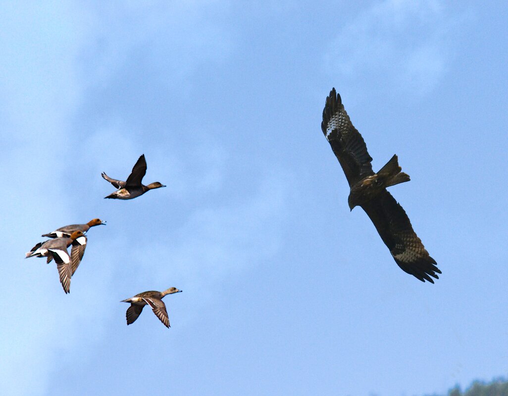 Встреча в небе - Сергей Шаврин
