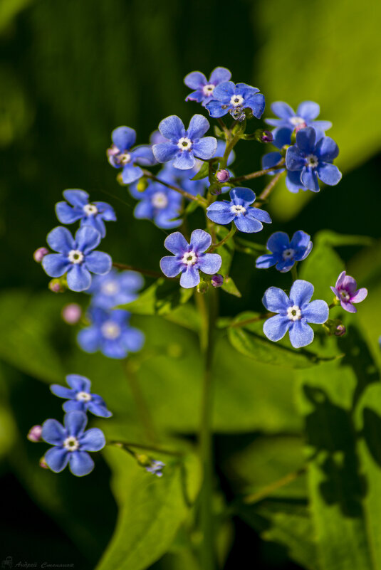 Голубые цветочки - Андрей + Ирина Степановы Голубые цветочки - Андрей + Ирина Степановы
