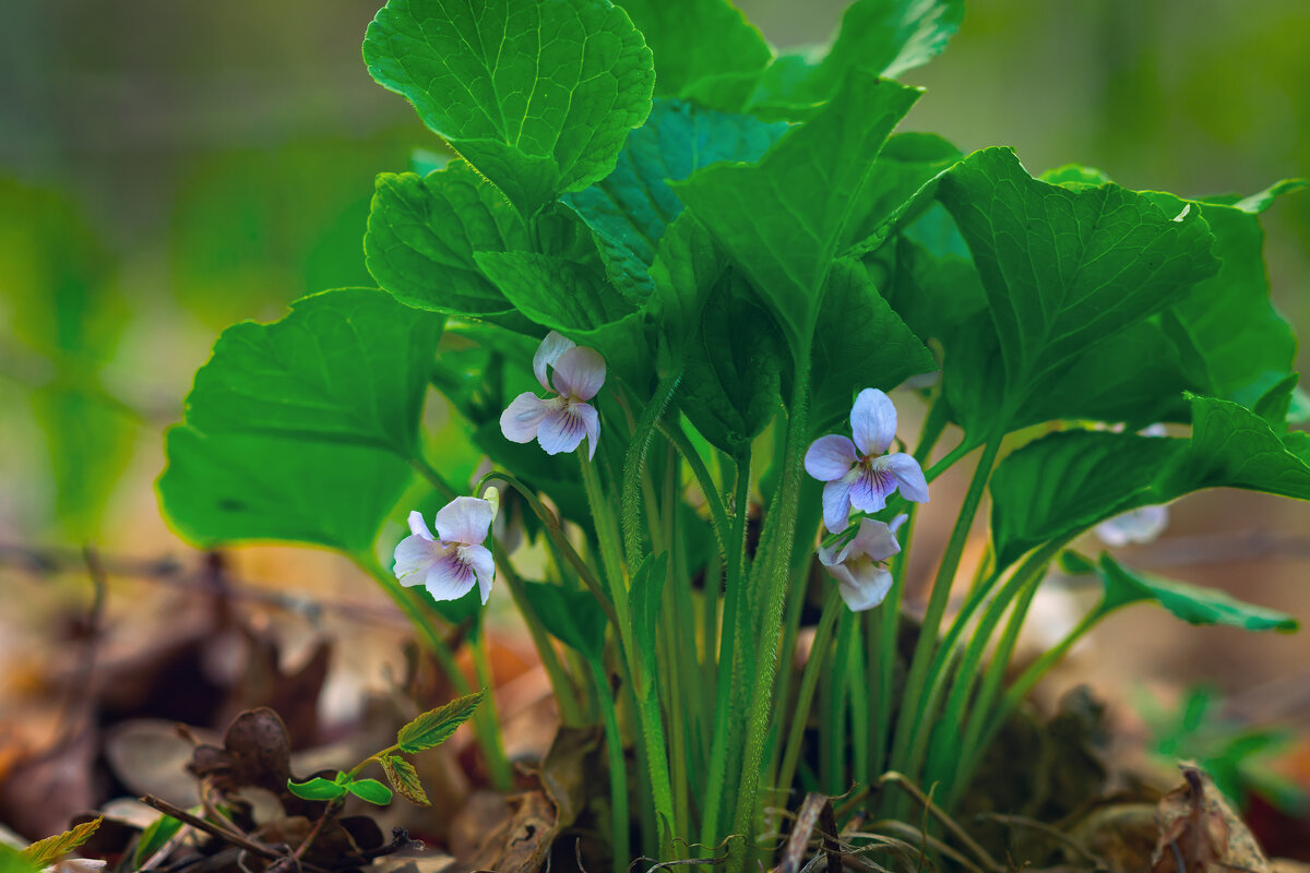 ***** - Виталий Емельянов ***** - Виталий Емельянов