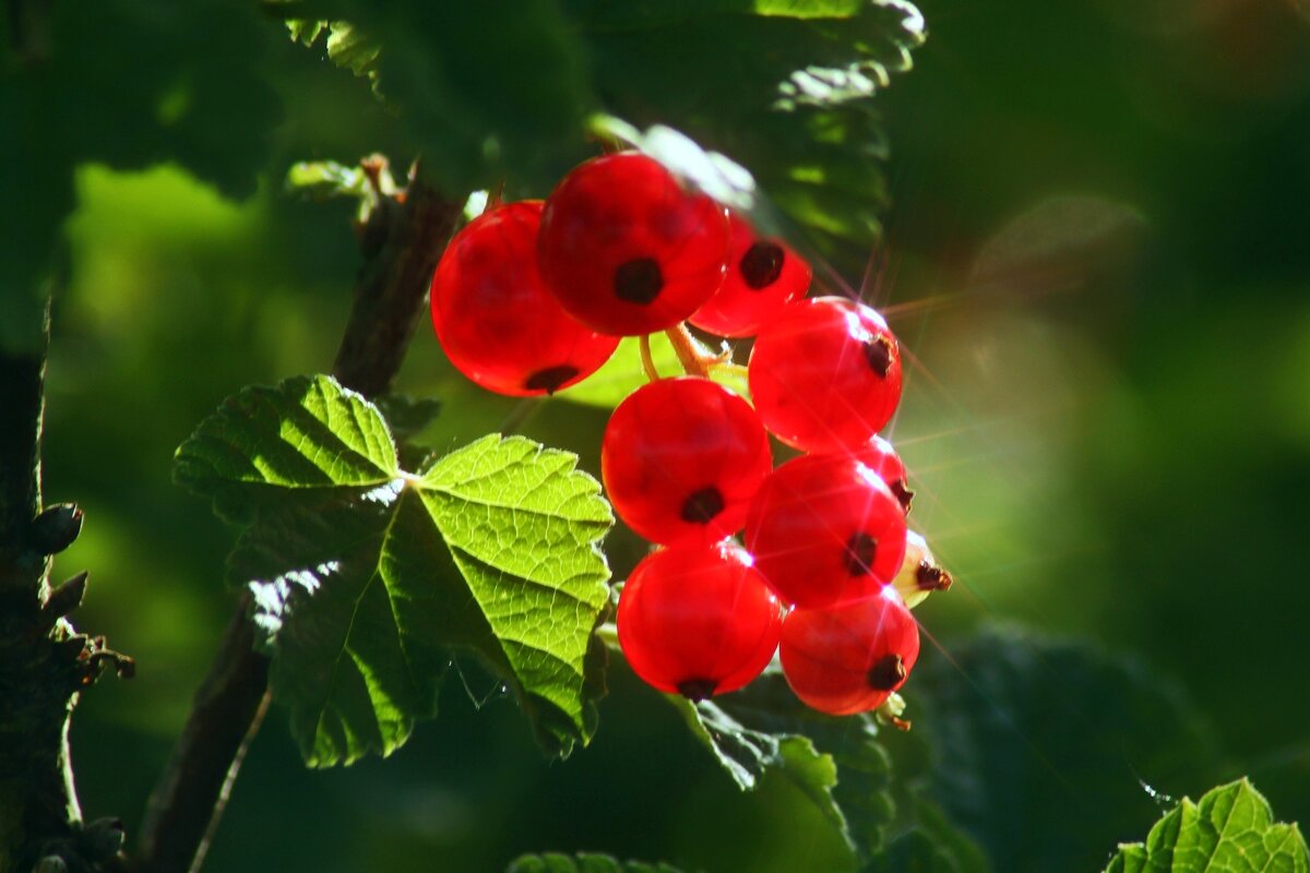 Майская смородина - Юрий. Шмаков