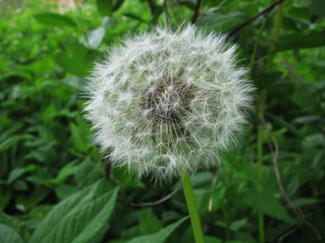 К полёту готовы - Людмила Смородинская