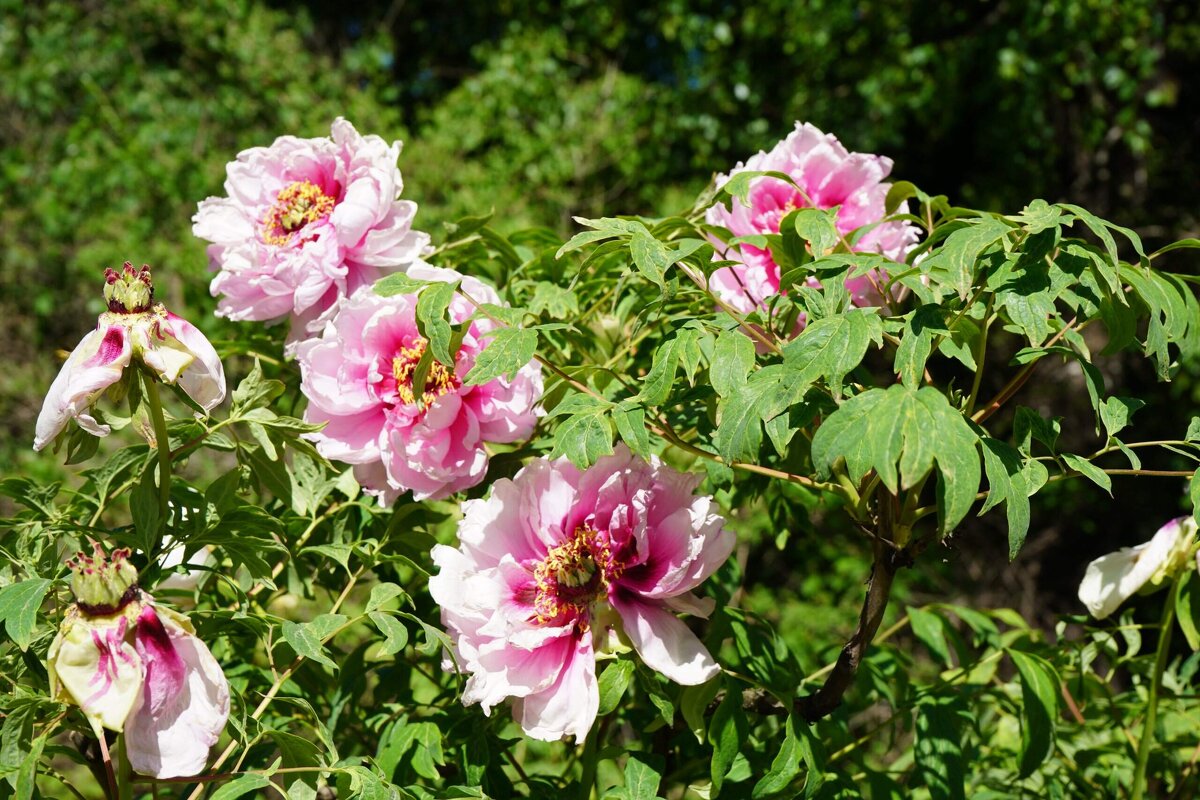 Древовидный пион - Татьяна Тюменка