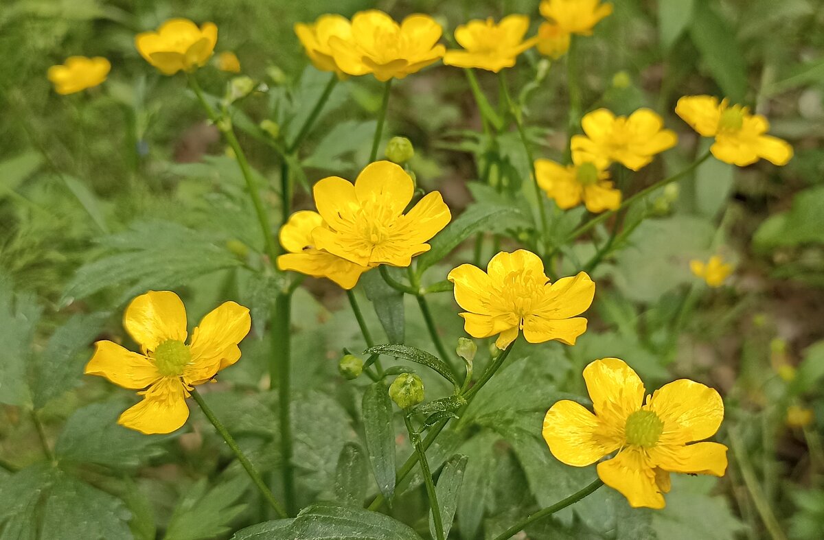 Лютики - Татьяна Тюменка