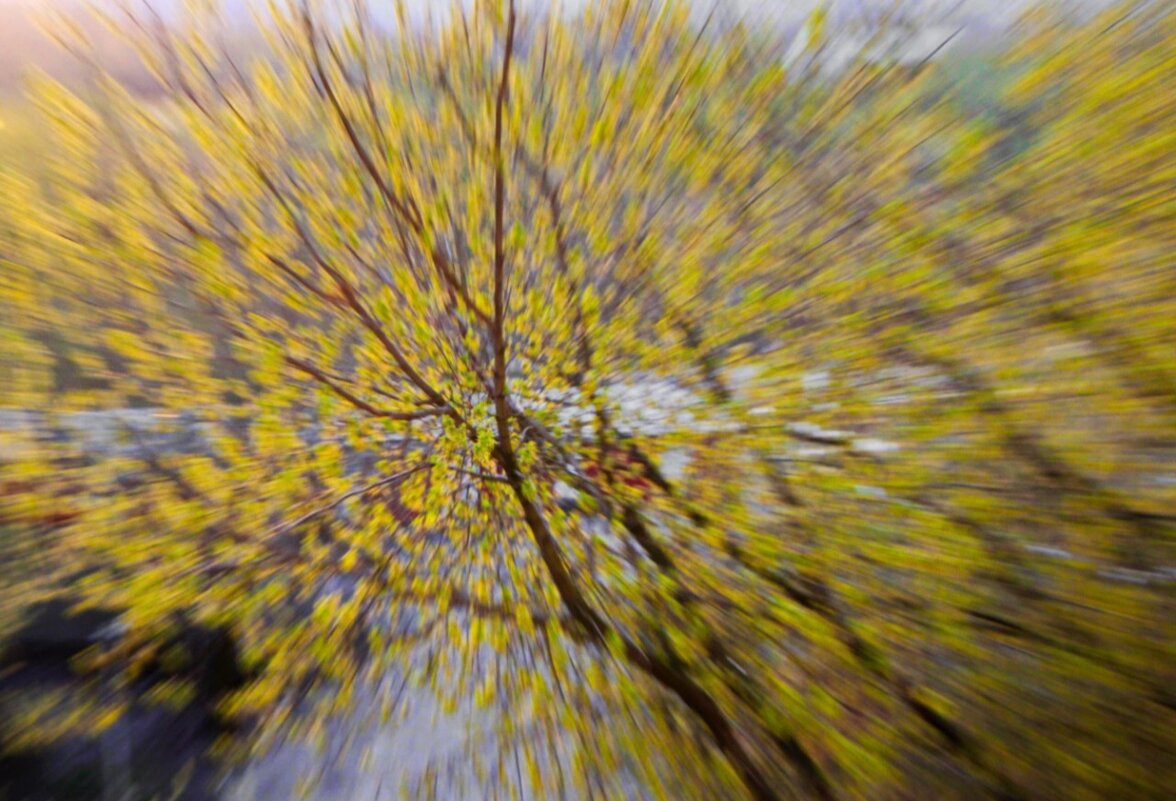 Листья закружат скоро - Тамара Вебер