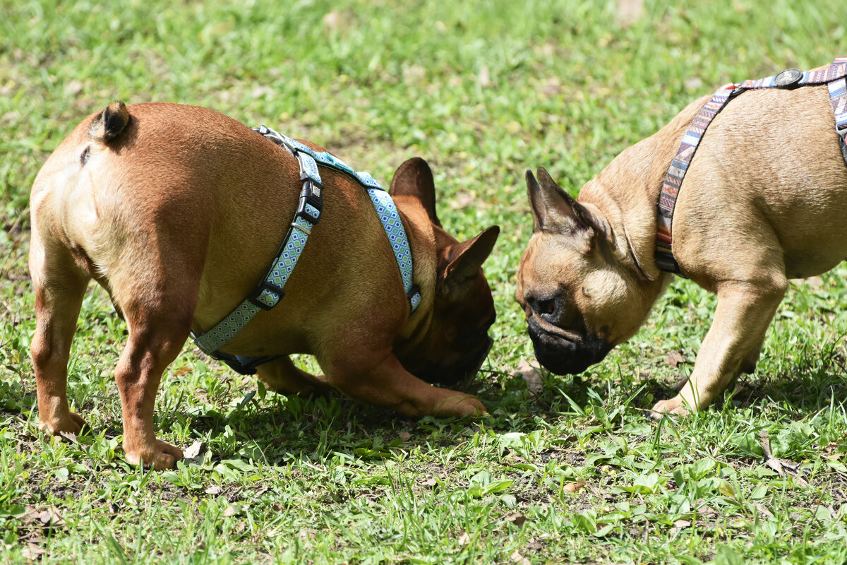 Москва. Парад французских бульдогов в усадьбе «Воронцово». - Наташа ***** Москва. Парад французских бульдогов в усадьбе «Воронцово». - Наташа *****