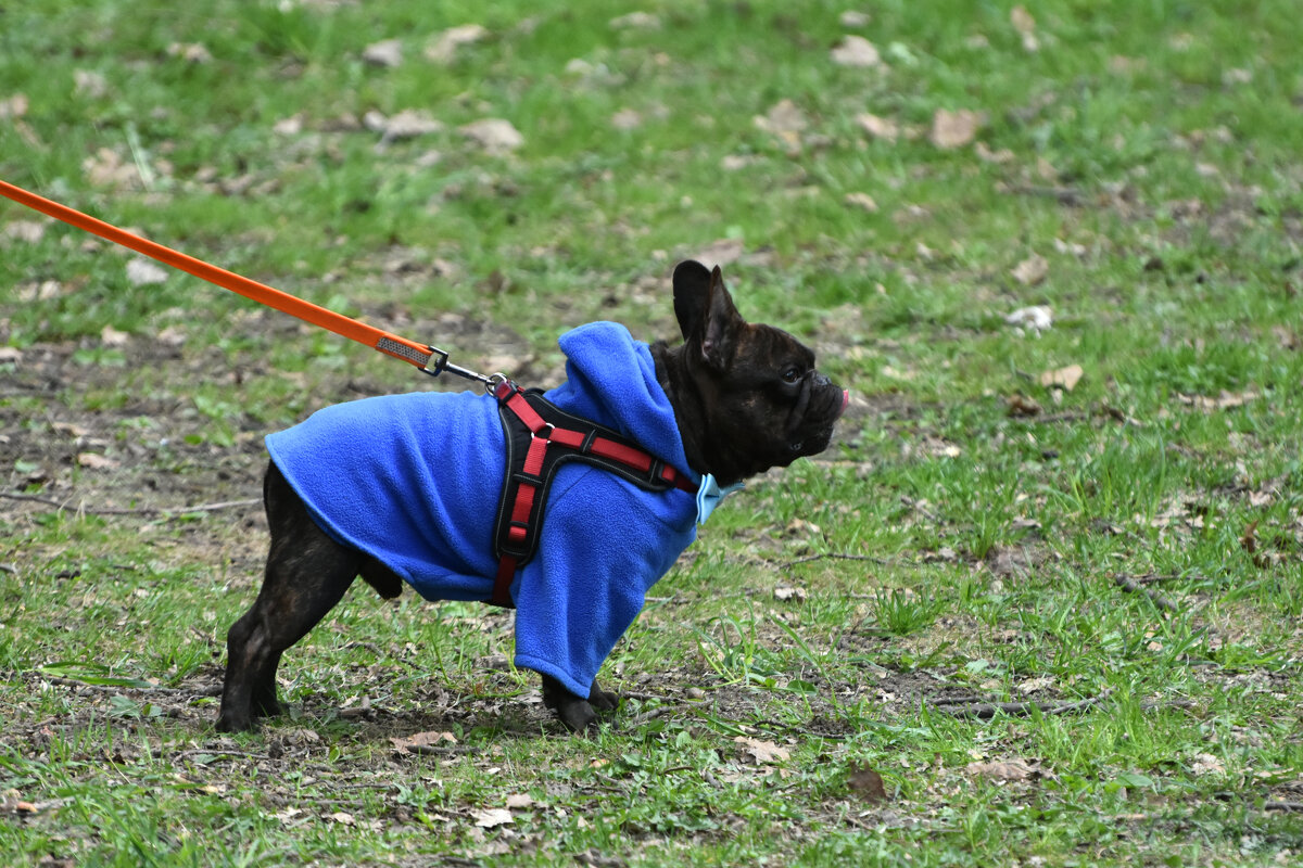Москва. Парад французских бульдогов в усадьбе «Воронцово». - Наташа ***** Москва. Парад французских бульдогов в усадьбе «Воронцово». - Наташа *****