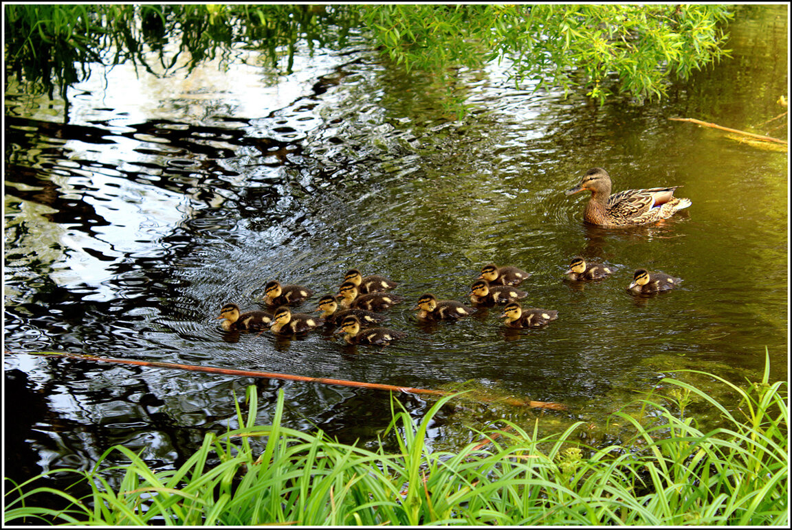 ....многодетная... - Aleksandr Gal