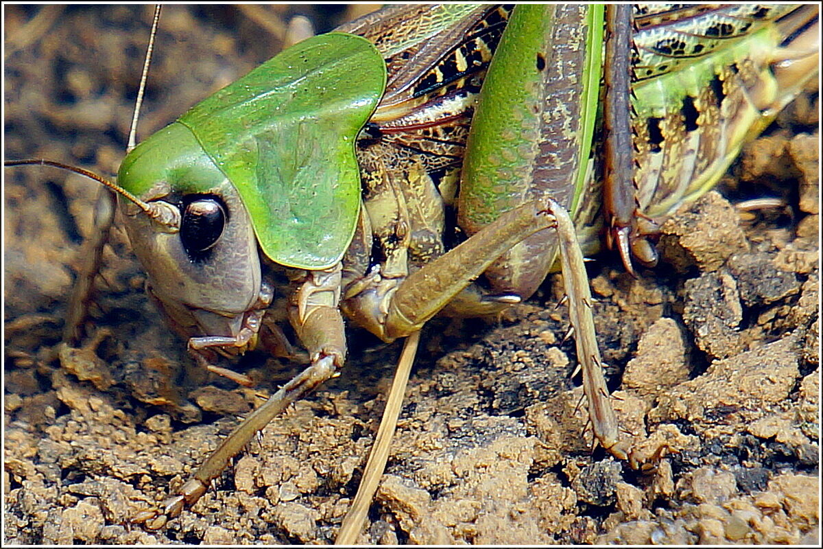 Зелёненький он был - Сеня Белгородский Зелёненький он был - Сеня Белгородский