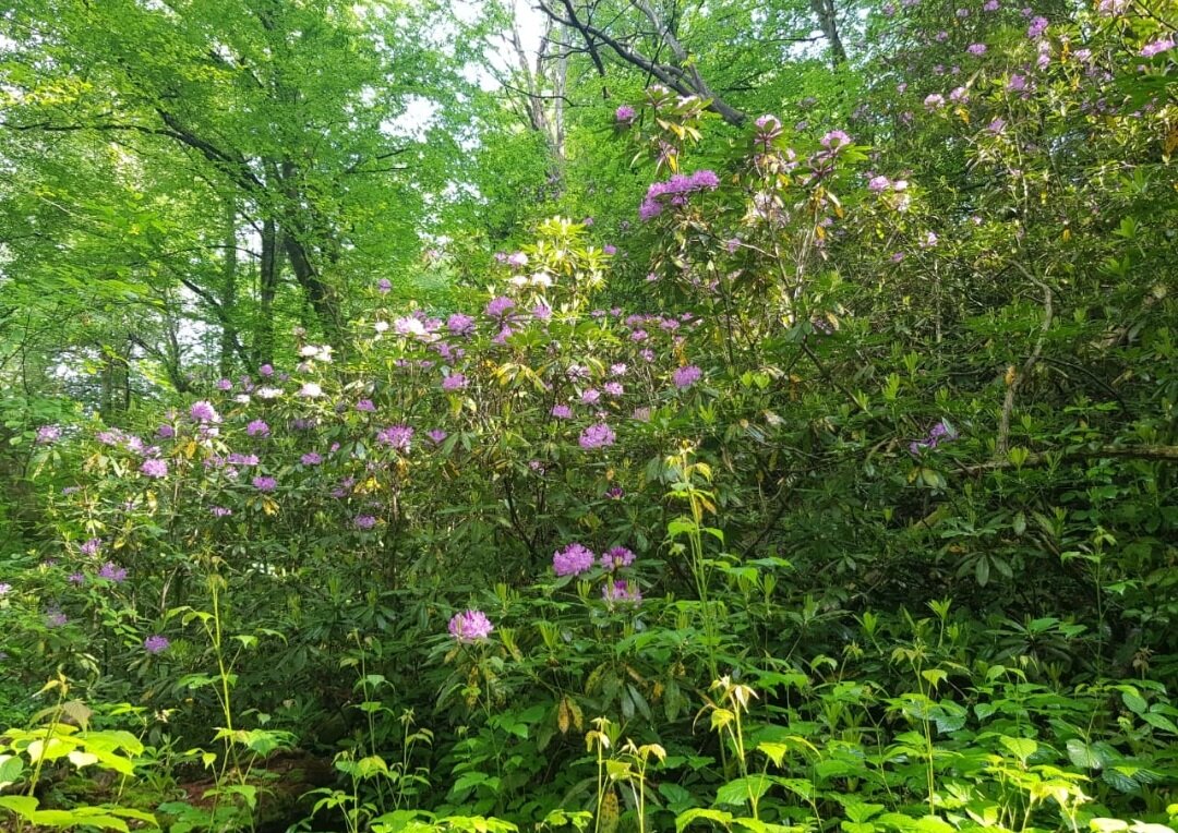 Рододендроновый лес - Tata Wolf