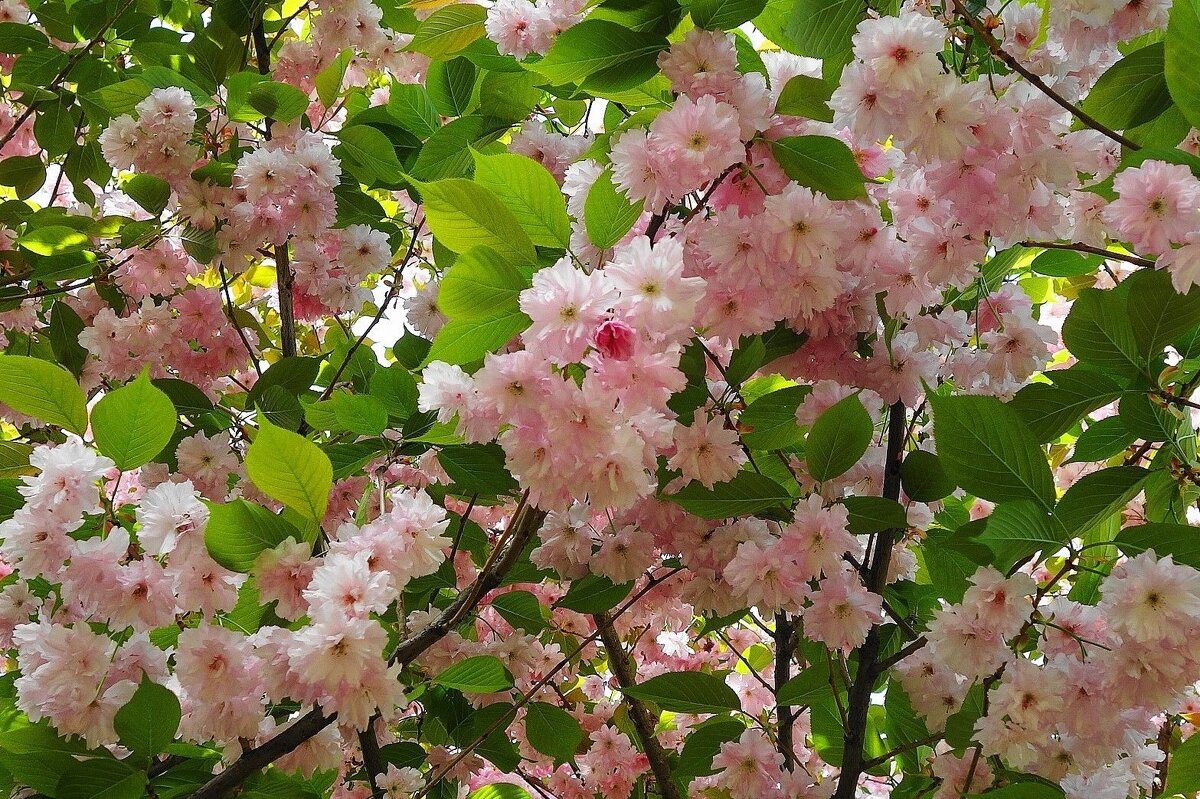 Цветет Вишня мелкопильчатая - Рита Симонова Цветет Вишня мелкопильчатая - Рита Симонова