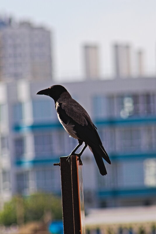 Местный смотрящий ))) - Giant Tao /