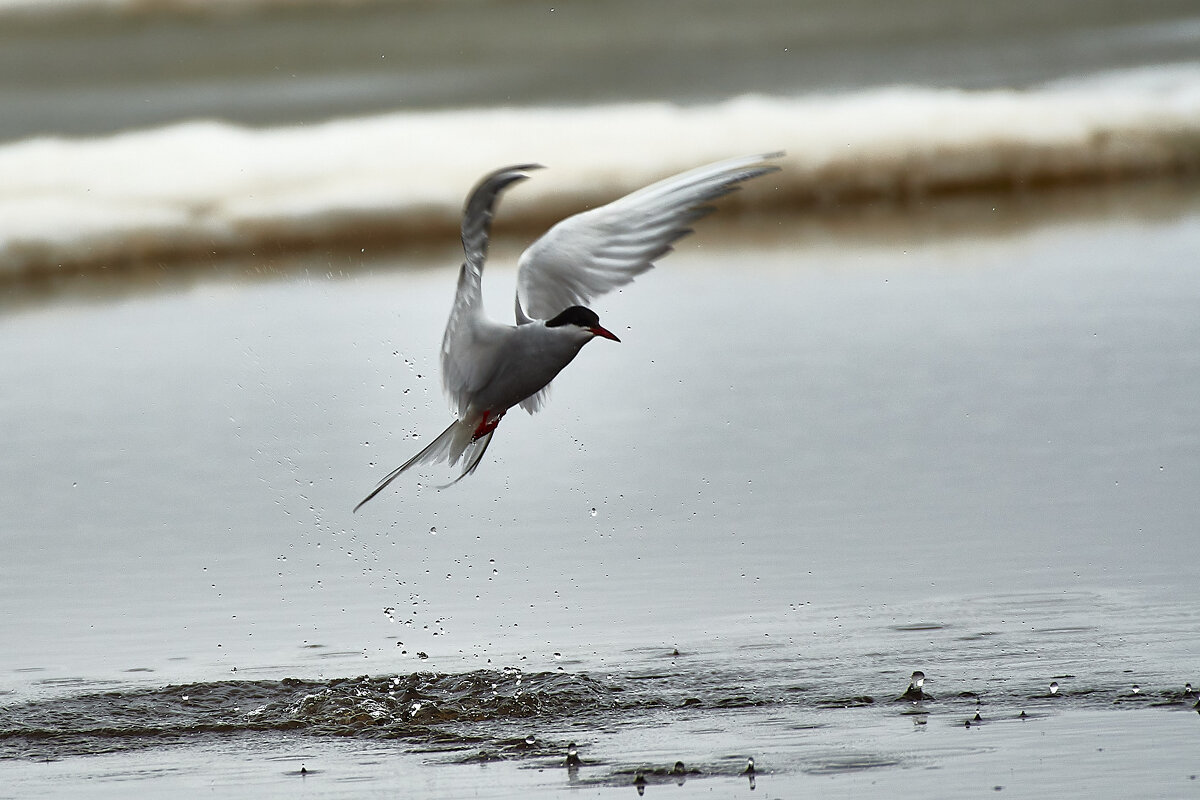 Полярная крачка на рыбалке - Игорь Шабалин