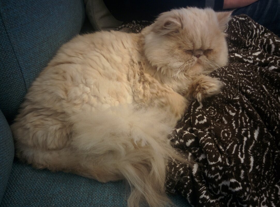 Лучи  - персидский кот . - Светлана Хращевская