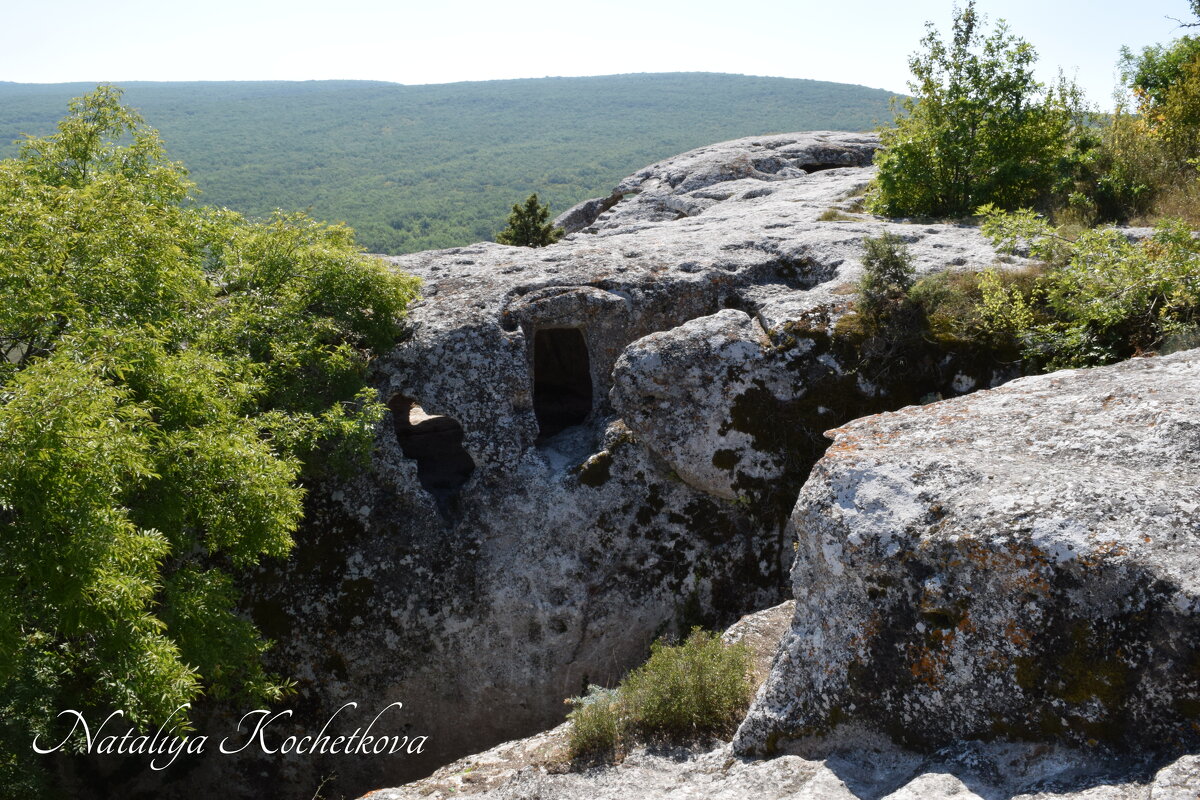 Природа Крыма - Amazing Cosmea