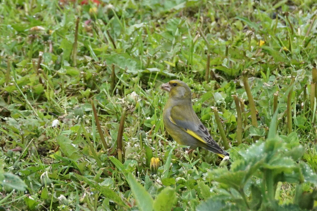 Зеленушка - Василий Панкрушов