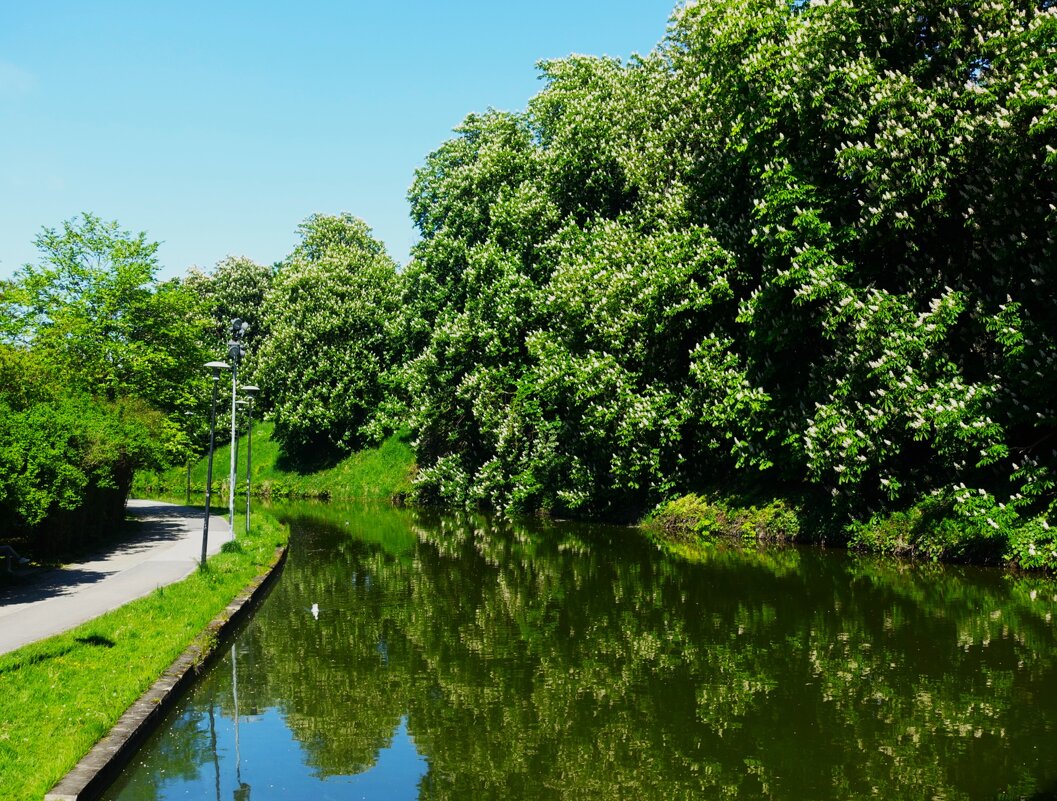 Цветение каштанов около пруда Шнелли - Aida10 