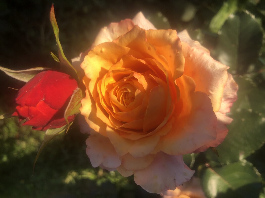 Роза - Жанна Zhanna