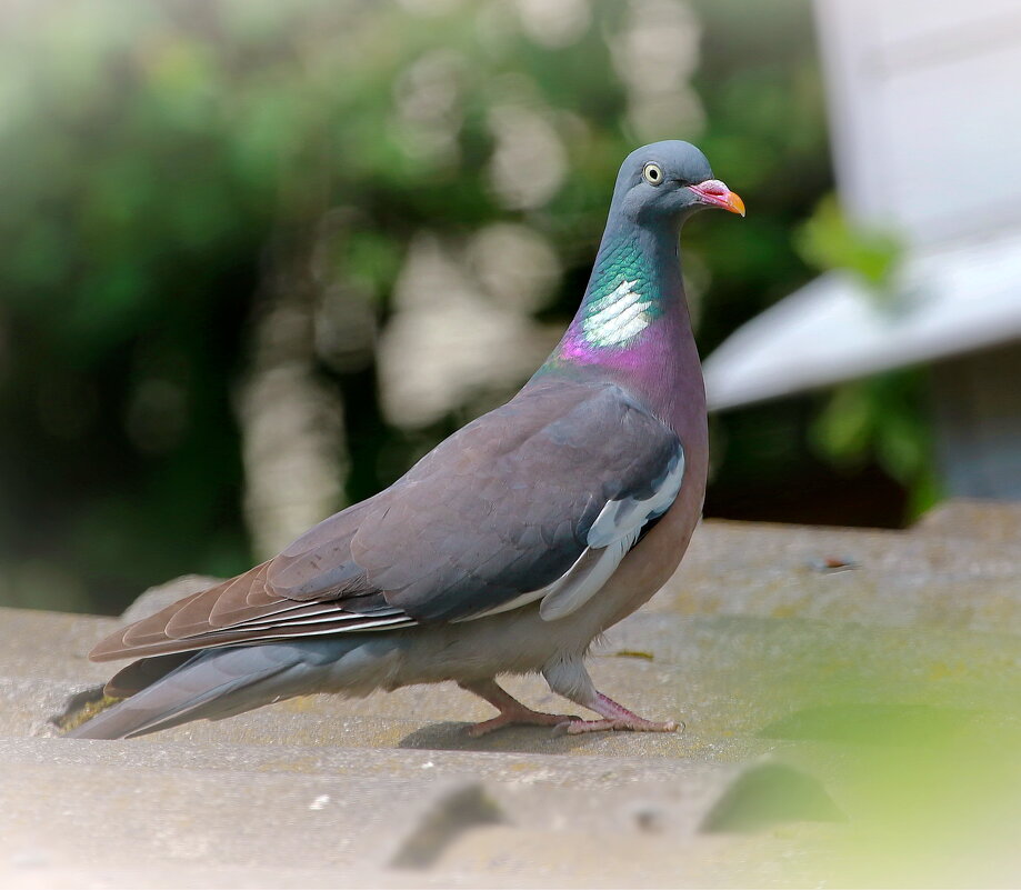 вяхирь - Andrey Bragin 