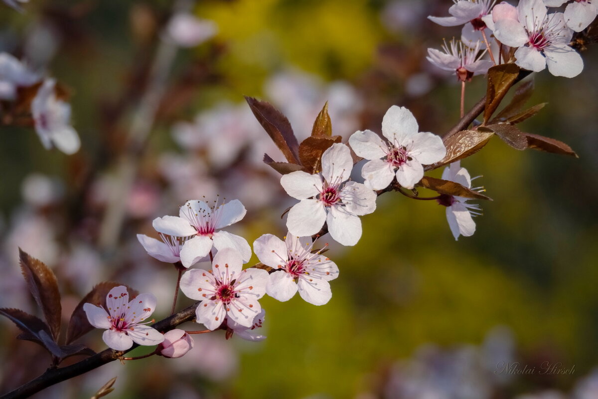 Весны привет... - Николай Гирш Весны привет... - Николай Гирш