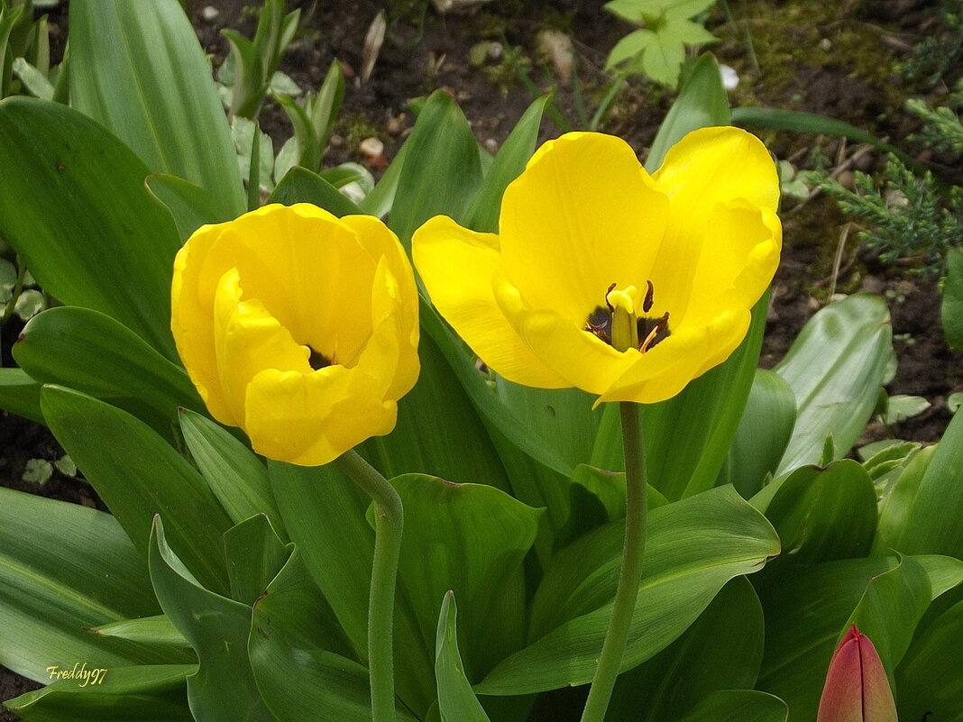 Тюльпаны - Freddy 97 Тюльпаны - Freddy 97
