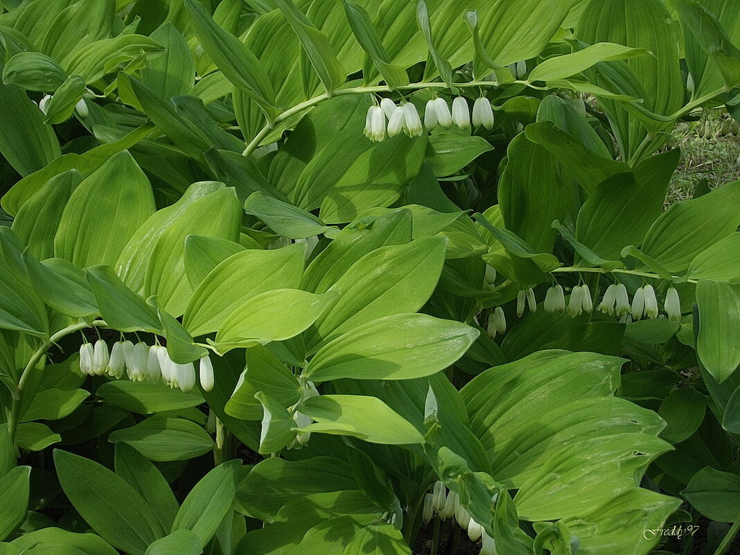 Купена - Freddy 97