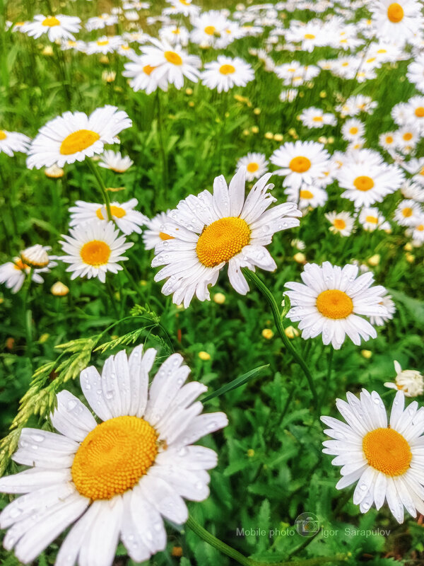Ромашки - Игорь Сарапулов Ромашки - Игорь Сарапулов