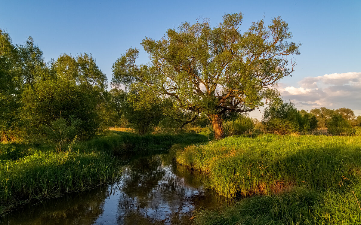 Родные берега 3 - Андрей Дворников Родные берега 3 - Андрей Дворников