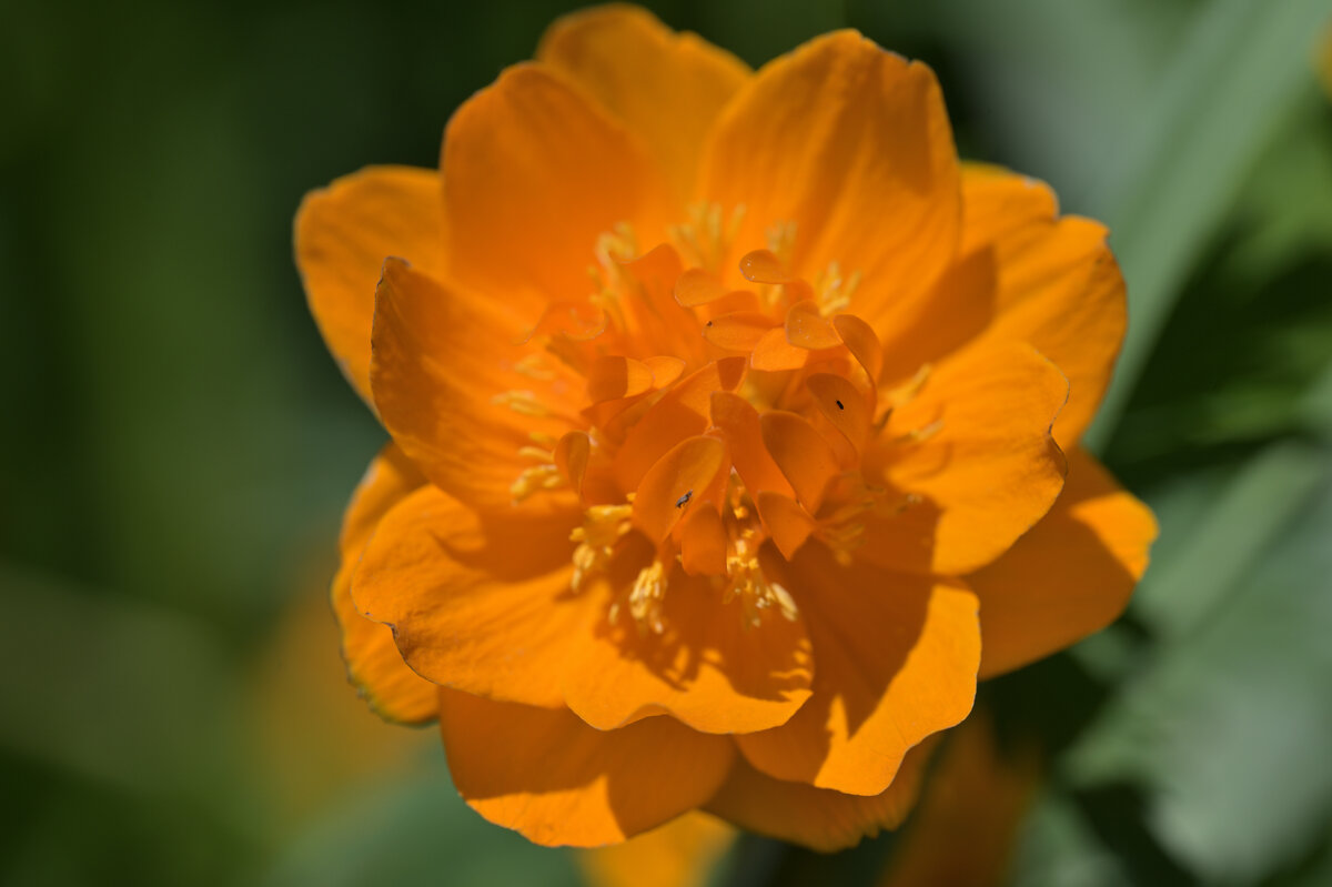 Огоньки - Дмитрий Шемонаев