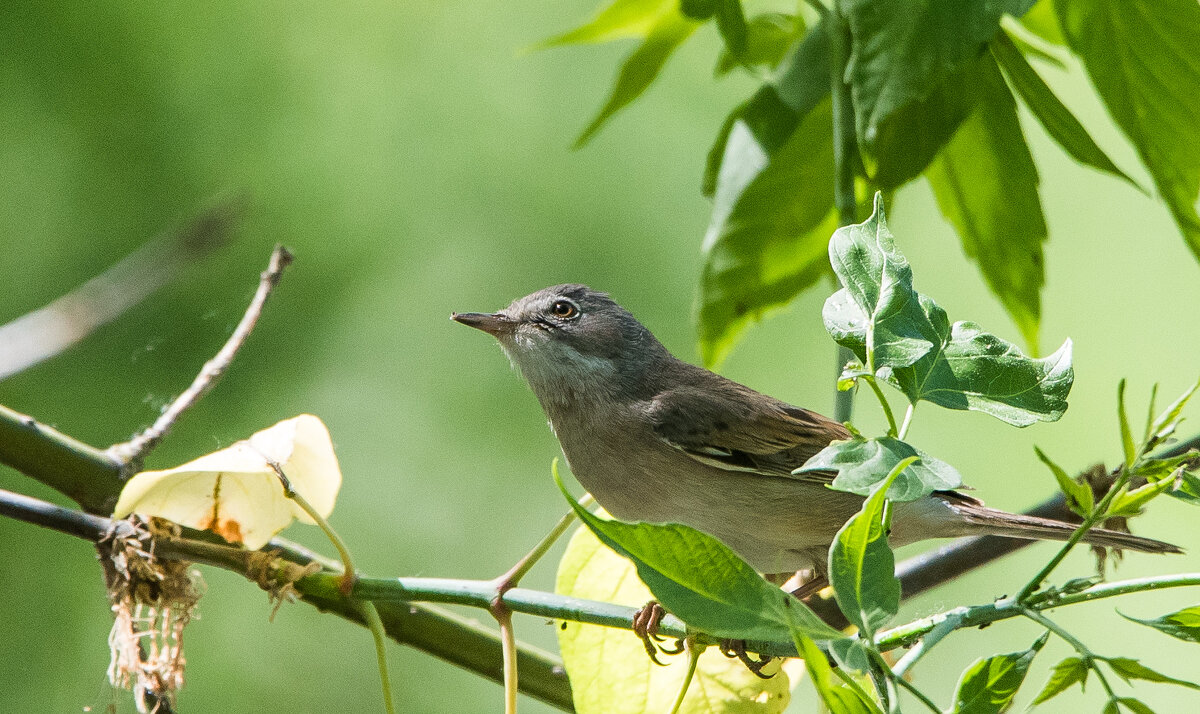 Камышевка. - Владимир Безбородов