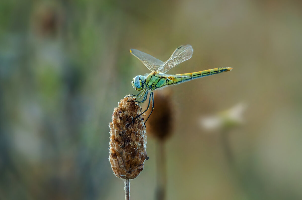 В бирюзовом. - Лилия .
