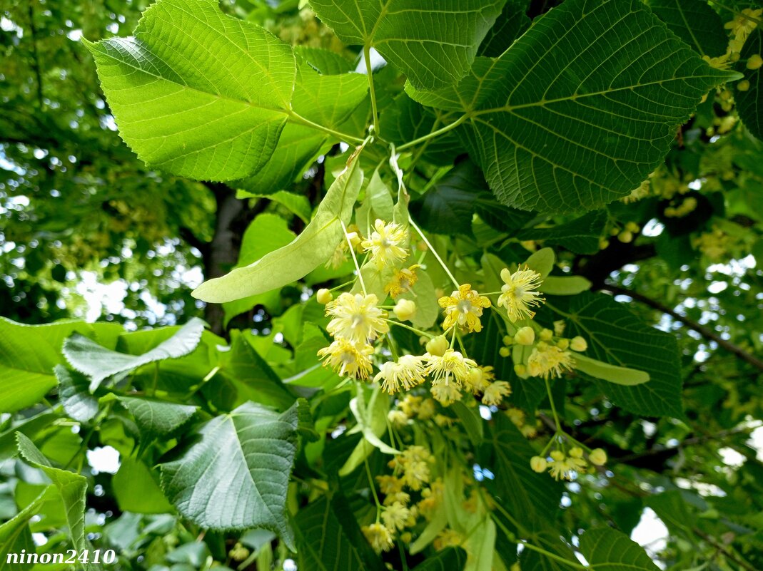 Липа - Нина Бутко