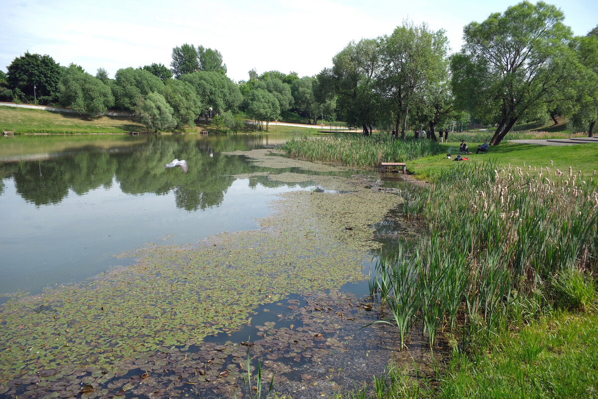 Пруд - Лютый Дровосек