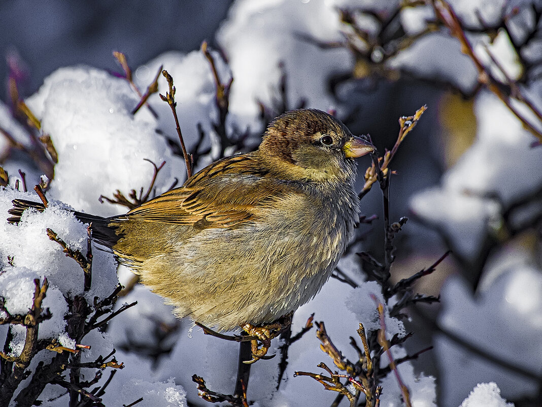 Воробей. - Александр 