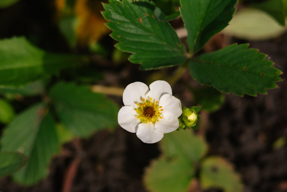 Клубника - Михаил Соколов