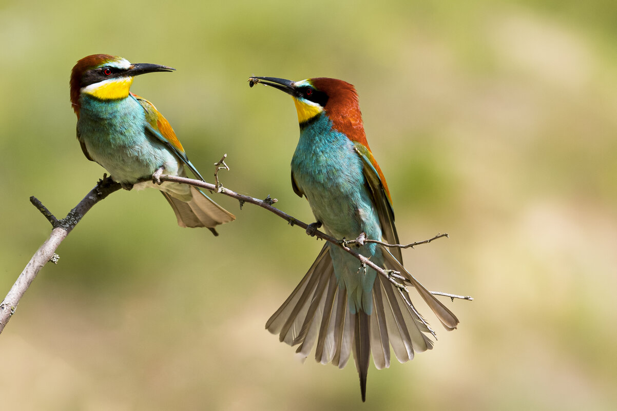 Щурки золотистые - Валерий Черняк Щурки золотистые - Валерий Черняк