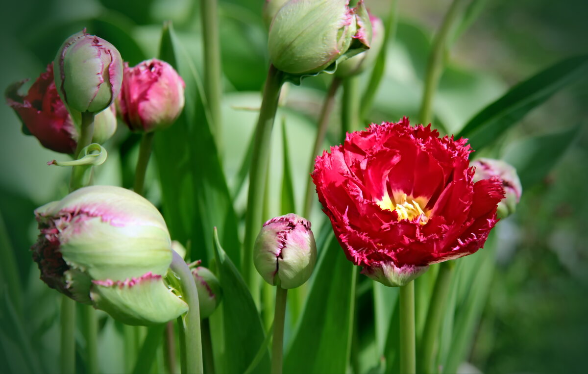 Был месяц май.... - Маргарита ( Марта ) Дрожжина