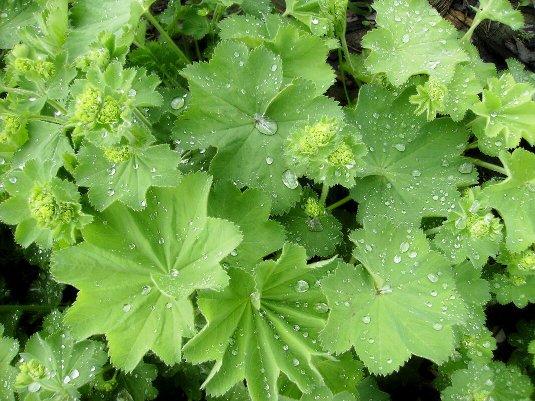 Манжетка в каплях дождя. - VasiLina * Манжетка в каплях дождя. - VasiLina *