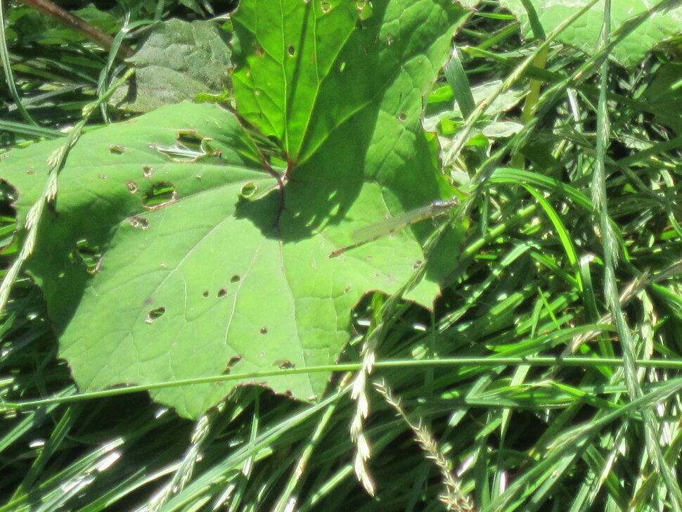 Зелёный лист - Дмитрий Никитин Зелёный лист - Дмитрий Никитин