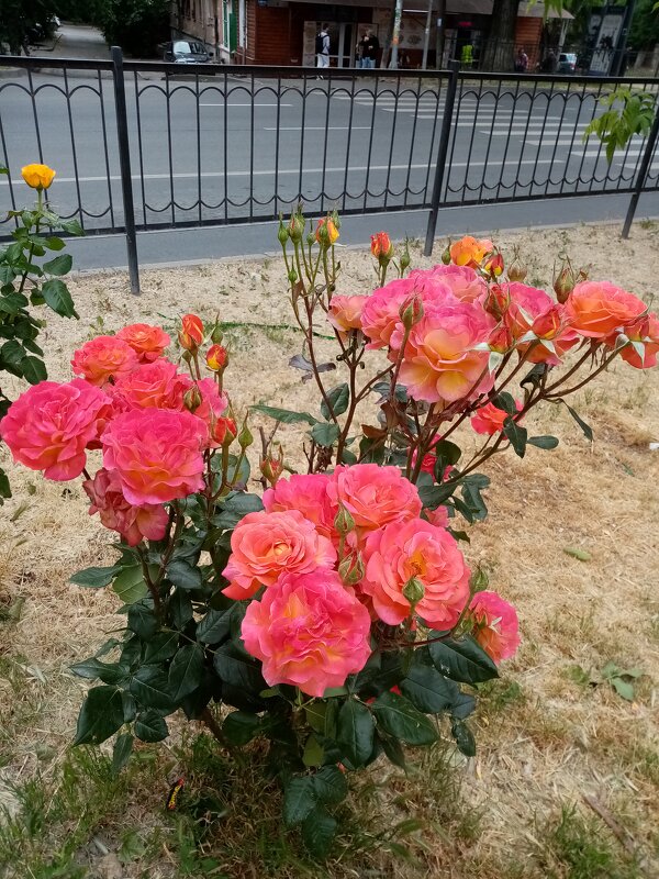 Поздравляю всех с началом лета! - Татьяна Р Поздравляю всех с началом лета! - Татьяна Р