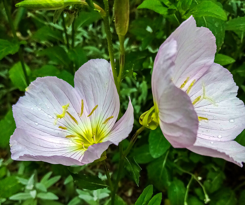 Ослинник - Юрий Яловенко