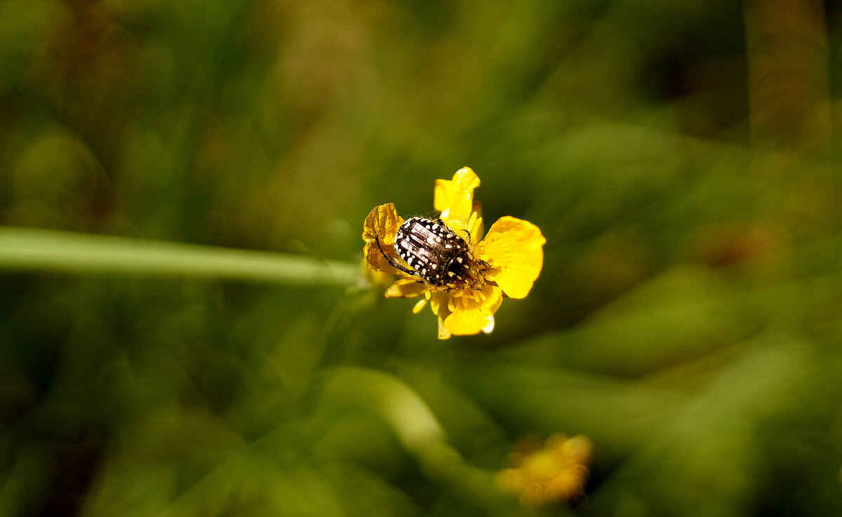 Природа конца мая  3 - Александр Прокудин