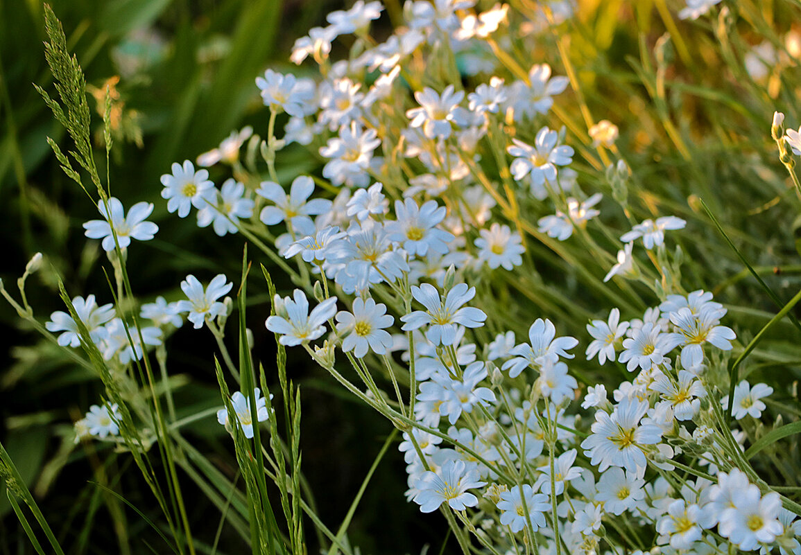 Звёздчатка - Светлана 