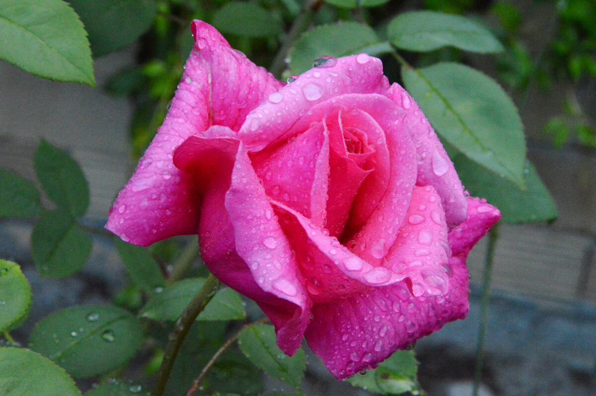 *** - Надежда Куркина *** - Надежда Куркина