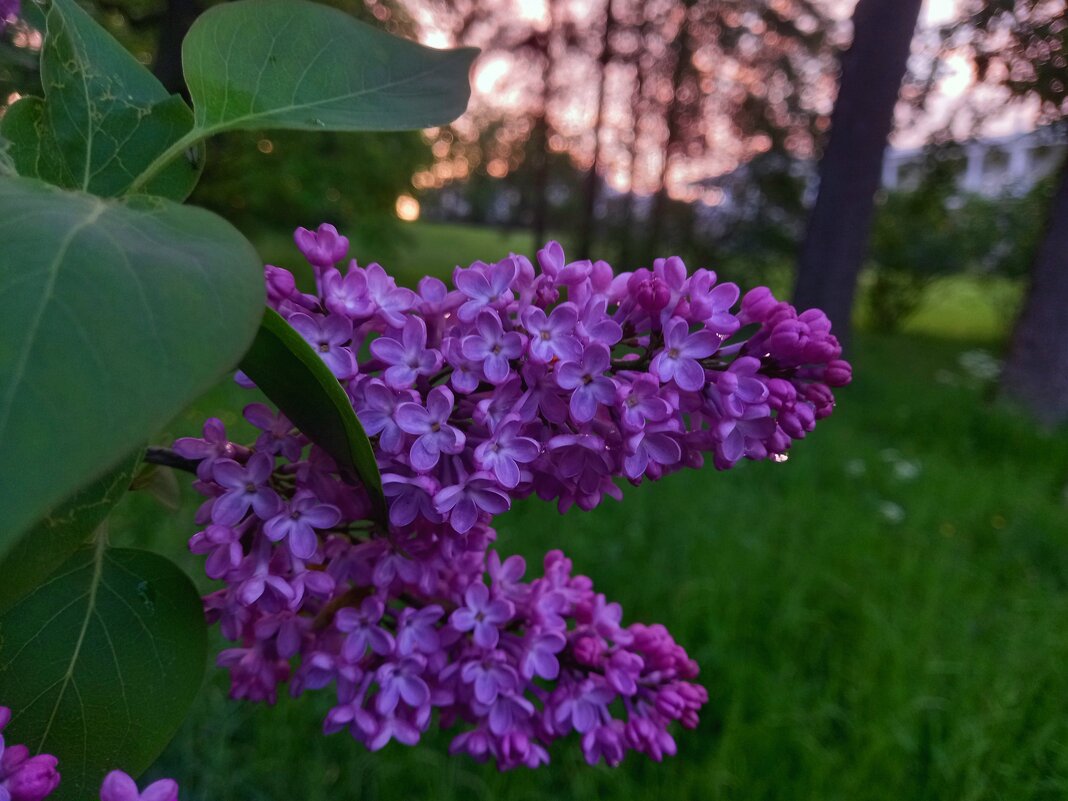 Сирень - Сапсан 