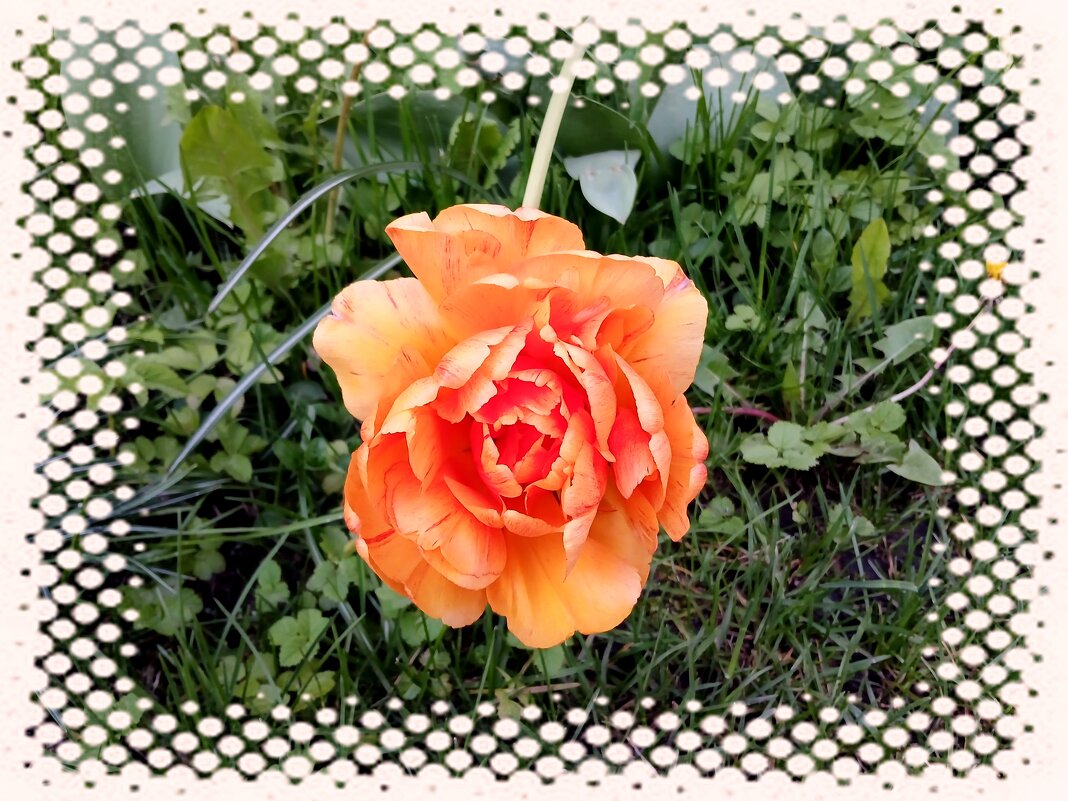 Тюльпанчик. - Лия ☼ Тюльпанчик. - Лия ☼