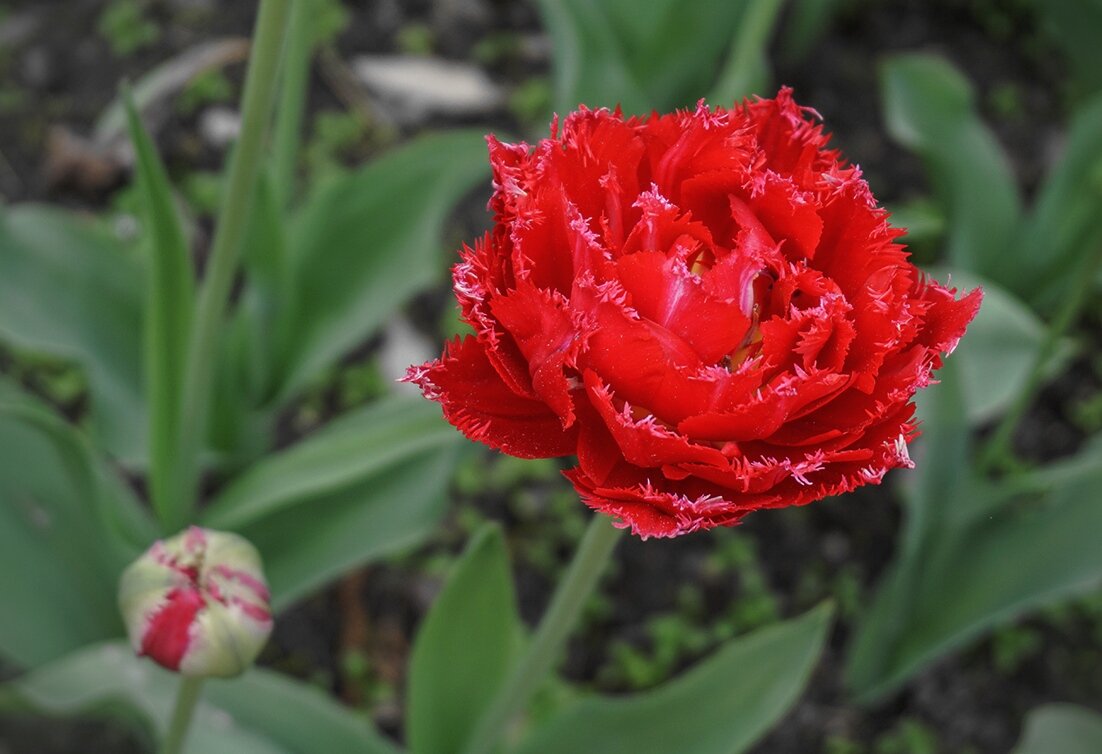 Цветы мая - Ольга Цветы мая - Ольга